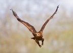 In volo In volo