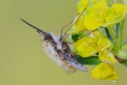 Bombylius major Bombylius major