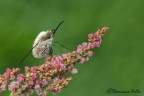 Bombylius sp. Bombylius sp.