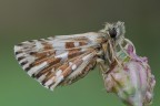 Hesperiidae Pyrgus 2° Hesperiidae Pyrgus 2°