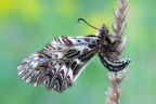 Zerynthia polyxena Zerynthia polyxena
