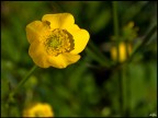 FIORE SPONTANEO FIORE SPONTANEO
