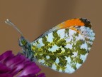 anthocharis-cardamines-maschio