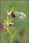 Anthocharis cardamines su Ophrys sphegodes Anthocharis cardamines su Ophrys sphegodes