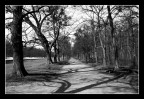 Giochi d'ombre sul viale... Giochi d'ombre sul viale...