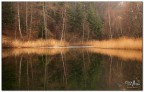 Reflections Reflections