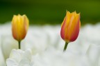 Tulipani a Pralormo Tulipani a Pralormo