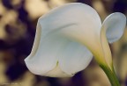 Calla 1 Calla 1