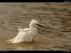 Camargue # 35 Camargue # 35