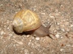 Lumaca Lumaca