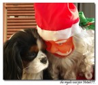 che regalo vuoi per Natale? che regalo vuoi per Natale?