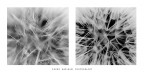 Dentro le spore Dentro le spore