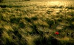 rosso... rosso...