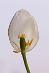 Sfioritura Sfioritura