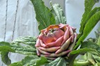 un fiore di carciofo un fiore di carciofo
