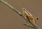 Odontopodisma decipiens Odontopodisma decipiens