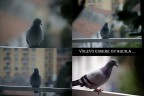 Il giorno che mi tramutai in un Uccello Il giorno che mi tramutai in un Uccello