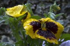 primula primula