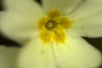 nettare nettare