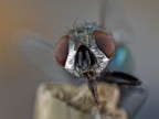 portrait of a fly.... portrait of a fly....