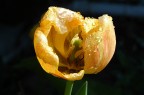 Tulipano e rugiada Tulipano e rugiada
