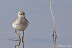 Albastrello (Tringa stagnatilis)