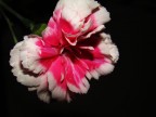 prova di fiore prova di fiore