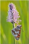 Melitaea cinxia Melitaea cinxia