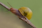 lumaca lumaca