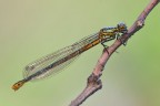 Phyrrosoma nymphula Phyrrosoma nymphula