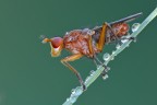 Tetanocera sp. Tetanocera sp.