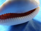 shark shark