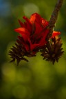 fiorescenza fiorescenza