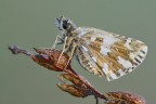Pyrgus onopordi Pyrgus onopordi