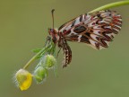 Zerynthia polyxena Zerynthia polyxena