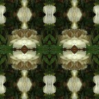 Peonia Peonia