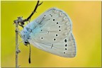 Glaucopsyche melanops Glaucopsyche melanops