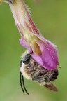 Eucera sp. ? Eucera sp. ?