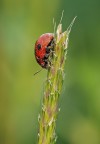 Discesa pericolosa Discesa pericolosa
