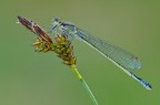 Ischnura elegans Ischnura elegans