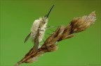 Bombylius minor Bombylius minor