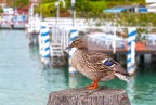 Duck Duck