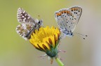 Pyrgus onopordi & Lycaena tityrus Pyrgus onopordi & Lycaena tityrus