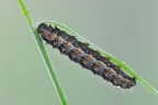 Issoria lathonia Issoria lathonia