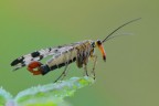 Panorpa cognata Panorpa cognata