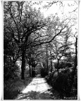 Il viale dei Ricordi Il viale dei Ricordi