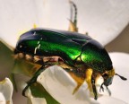 Shiny green Shiny green