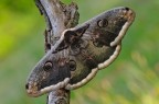 Saturnia pyri Saturnia pyri