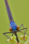 Calopteryx virgo Calopteryx virgo