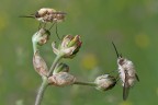 Bombylius minor Bombylius minor